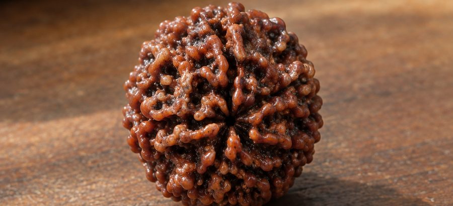 Close-up of a Rudraksha bead showing its natural mukhi furrows
